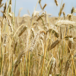 Barley field