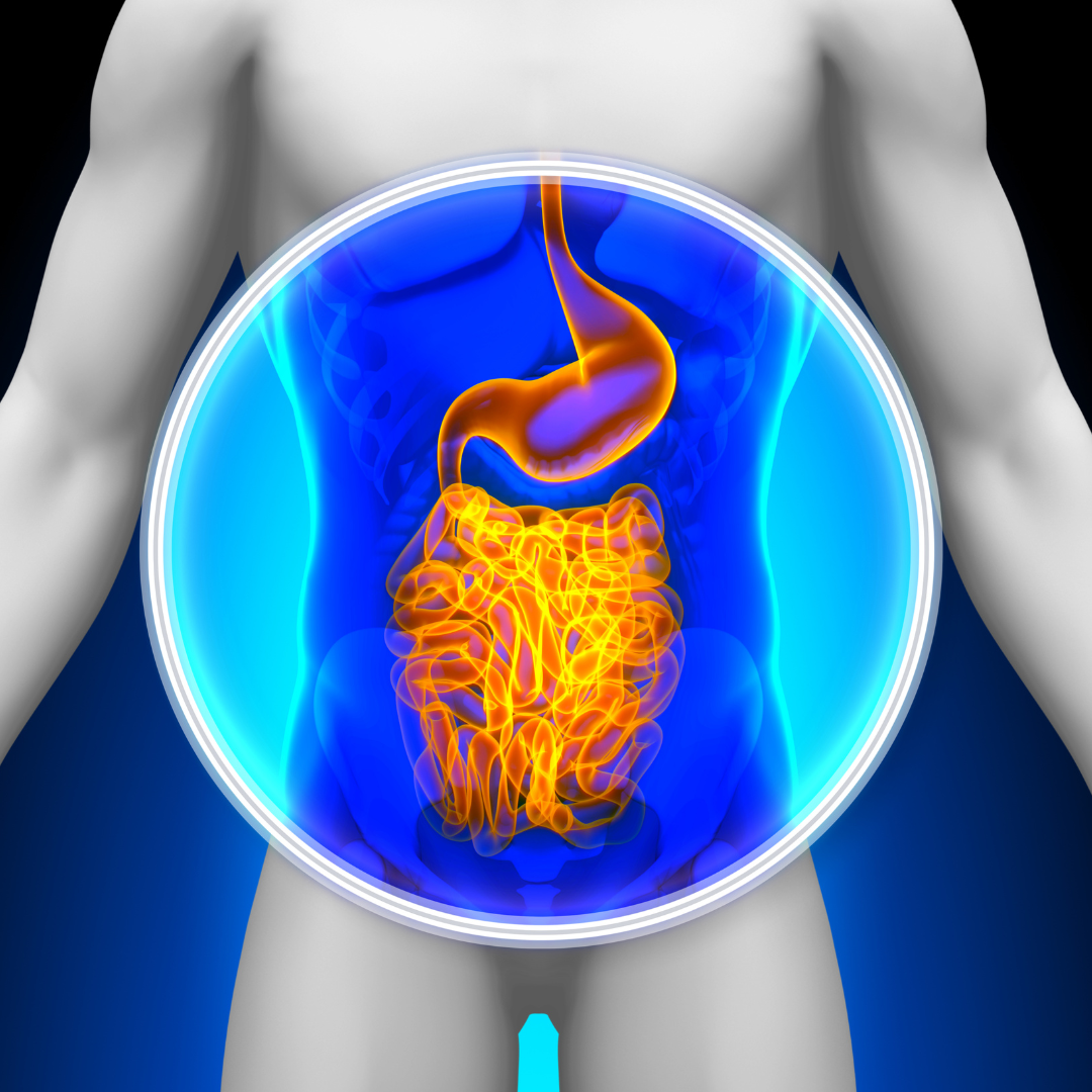 How Your Gut Microbiota Impacts Your Health