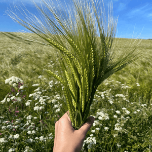 Someone holding a bunch of barley in a barley field